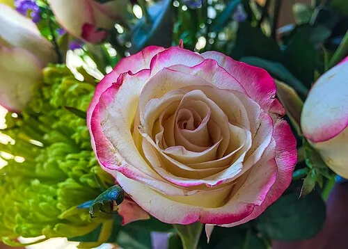 دسته گل رز صورتی