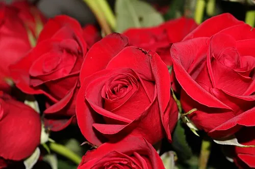 دسته گل رز قرمز
